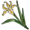 Flower: Siskiyou Iris