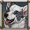 Blue merle corgi