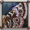 Butterfly Wings - Blue Morpho