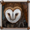 Protective Barn Owl