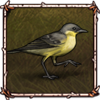 Eastern Yellow Wagtail