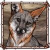 Island Fox