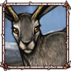 Jackalope [Mule Deer]